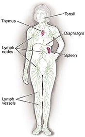 The lymphatic system in the body is our built in detox mechanism