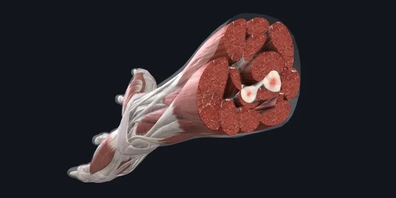 This image has an empty alt attribute; its file name is Fascia_Muscles.jpg